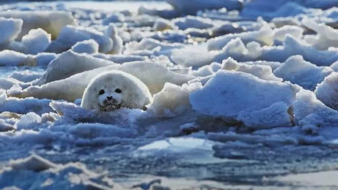 收藏！年终回顾用15部纪录片带孩子读懂2025年中国科技的大突破！(图32)
