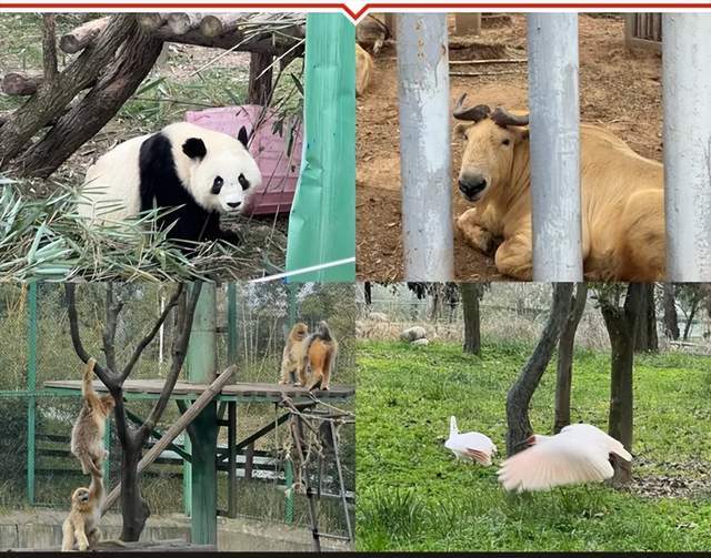 “秦岭四宝”为何没成顶流IP？(图3)