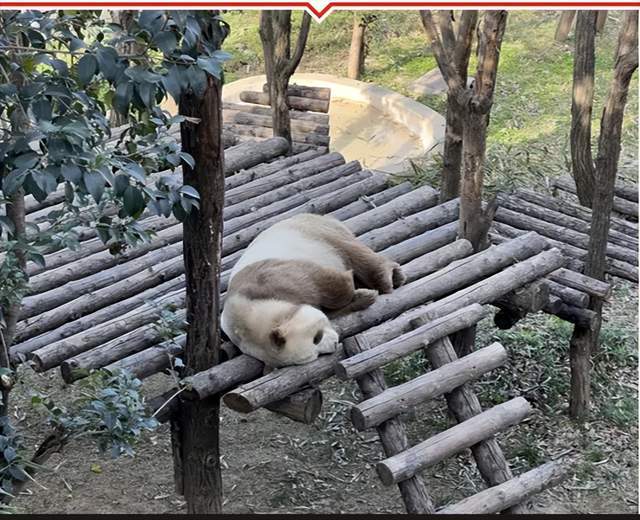 “秦岭四宝”为何没成顶流IP？