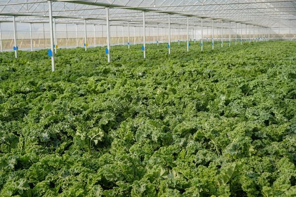 喜茶低调盘点2025年度小事差异化战略成效显著(图4)